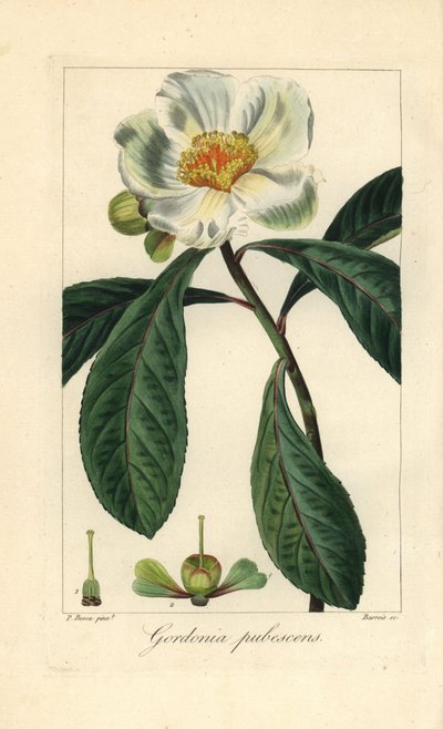 Franklinia-puu, Franklinia alatamaha, kotoisin Amerikasta, hävinnyt luonnosta. Barrois