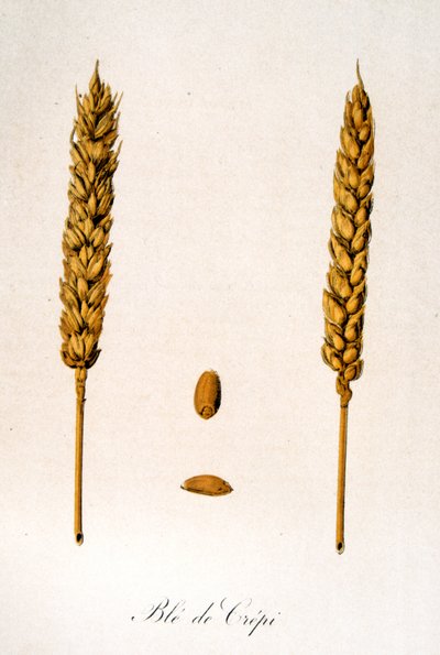 Ranskalainen 1800-luvun kuvitus maissinkorvista tekijältä Unbekannter Künstler