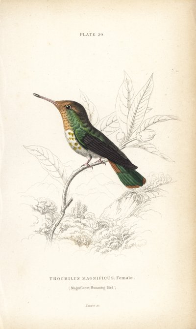 Hapsukolibri, Lophornis magnificus, naaras (Magnificent hummingbird, Trochilus magnificus). William Lizarsin käsin väritetty teräskaiverrus Sir William Jardinen Naturalist
