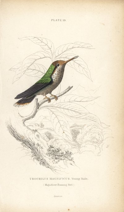 Hapsukolibri, Lophornis magnificus, nuori uros (Magnificent hummingbird, Trochilus magnificus). William Lizarsin käsin väritetty teräskaiverrus Sir William Jardinen Naturalist