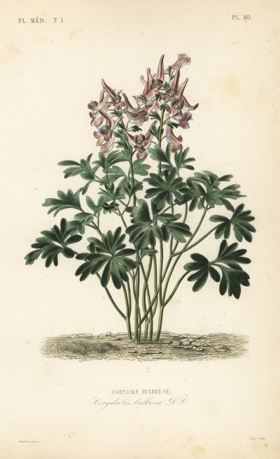 Fumewort, Corydalis solida, Corydalis bulbosa, Corydale bulbeuse tekijältä Unbekannt