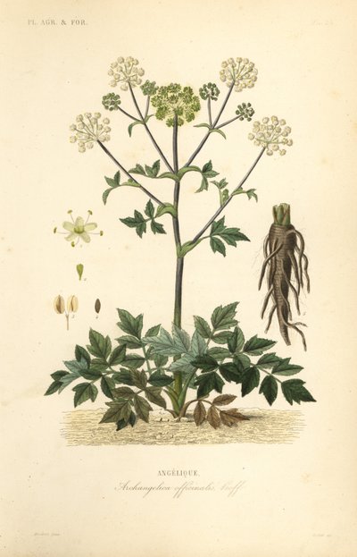 Garden Angelica tai villi selleri, Angelica archangelica, Archangelica officinalis, Angelique tekijältä Unbekannt