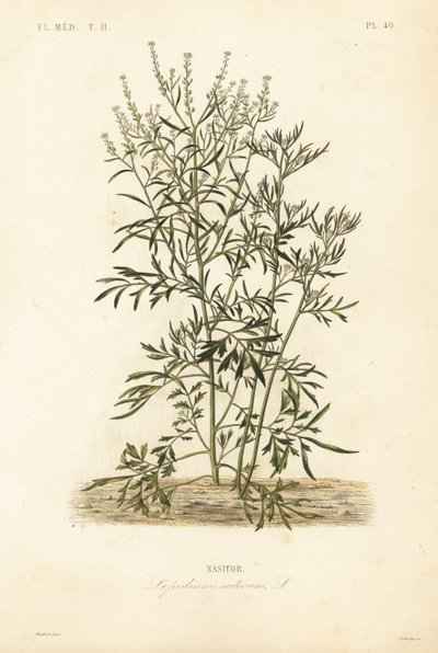 puutarhakrassi, sinappi ja krassi tai pippurijuuri, Lepidium sativum, Nasitor tekijältä Unbekannt