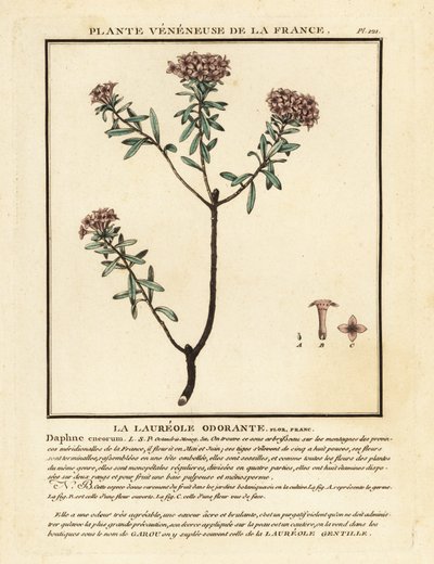 Seppeleen kukka, Daphne cneorum. tekijältä Unbekannter Künstler