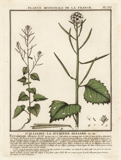 Valkosipulisinappi, Alliaria petiolata. tekijältä Unbekannter Künstler