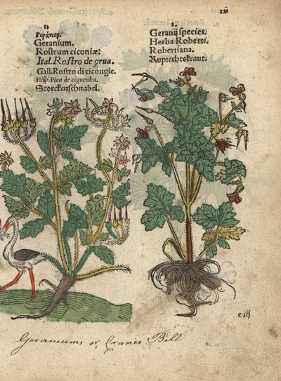 Geranium eli kurjenmiekka, Geranium species, ja Herb Robert, Geranium robertianum. Käsinväritetty puupiirroskuva kasvitieteellisestä kuvituksesta Adam Lonicerin teoksesta Krauterbuch, or Herbal, Frankfurt. tekijältä Unbekannter Künstler