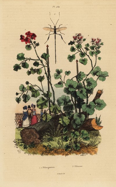 Geranium-lajit, Pelargonium daveyanum 1 ja Pelargonium macranthon 2 tekijältä Unbekannt