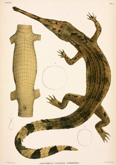 Gharial, Indonesia tekijältä Unbekannter Künstler