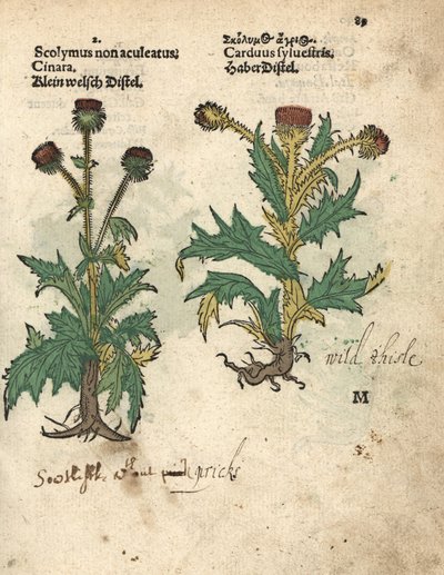 latva-artisokka, Cynara cardunculus var. scolymus, ja villi ohdake, Carduus sylvestris. Käsinväritetty puupiirroskuva kasvitieteellisestä kuvituksesta Adam Lonicerin teoksesta Krauterbuch, or Herbal, Frankfurt. tekijältä Unbekannter Künstler