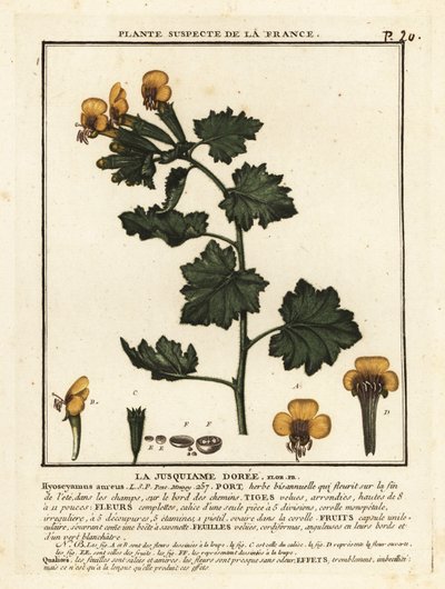 Kultainen kananpoika, Hyoscymus aureus. tekijältä Unbekannter Künstler