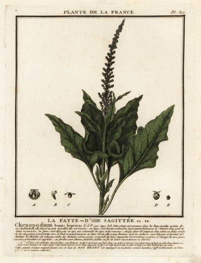 Hyvä-King-Henry, Chenopodium bonus-henricus. tekijältä Unbekannter Künstler