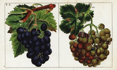 Rypälelajikkeet, Vitis vinifera. tekijältä Unbekannter Künstler