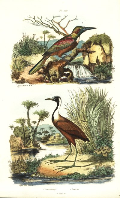 Suuri jacamar, Jacamerops aureus ja pohjois-jacana, Jacana spinosa tekijältä Unbekannt