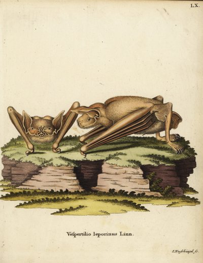 Iso häränlepakko, Noctilio leporinus. Vespertilio leporinus Linn. Johann Nussbiegelin käsin värjätty kuparipiirros Johann Christian Daniel Schreberin teoksesta Animal Illustrations after Nature eli Schreber