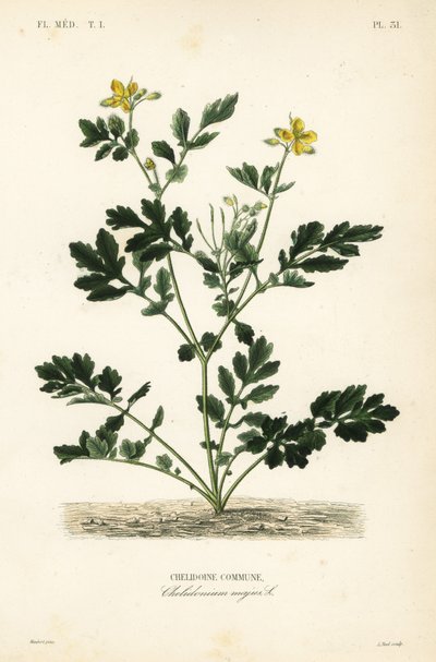 Selandiini, Chelidonium majus, Chelidoine tekijältä Unbekannt