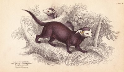 Isokoskelo, Gallictis vittata. Lizarsin käsin värjätty teräskaiverrus Charles Hamilton Smithin kuvituksen mukaan William Jardine