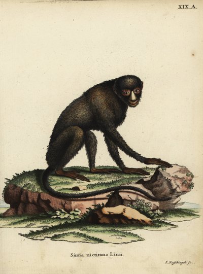 Iso laikkunokka-apina tai kittinokka-apina. Cercopithecus nictitans. Simia Nictitans Linn. Johann Nussbiegelin käsin värjätty kuparipiirros Johann Christian Daniel Schreberin teoksesta Animal Illustrations after Nature eli Schreber