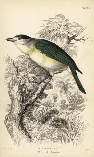 Viherpeippo, Pachyramphus viridis (Cuvier