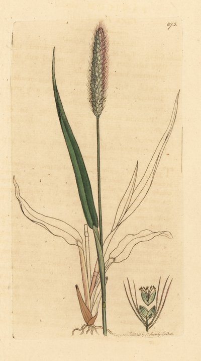 Vihreä ketunhäntäruoho, Setaria viridis (Green panick-grass, Panicum viride) Käsinväritetty kuparipiirros James Sowerbyn piirroksen mukaan James Smithin englantilaista kasvitieteellistä teosta varten. tekijältä Unbekannter Künstler