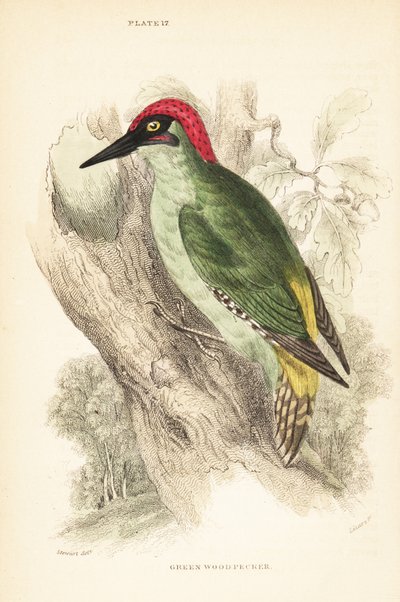 Vihreä tikka, Picus viridis, kyydissä puussa.1889 (kaiverrus) tekijältä Unbekannter Künstler