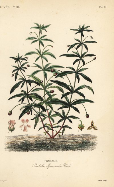 Vihervioletti tai ryhäkukka, Hybanthus calceolaria, Pombalia ipecacuanha, Pombalie tekijältä Unbekannt