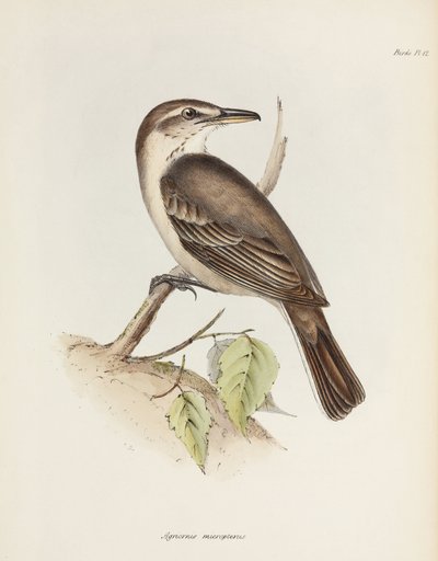 Harmaavatsainen tyranni, n. 1832-1836 tekijältä Unbekannt