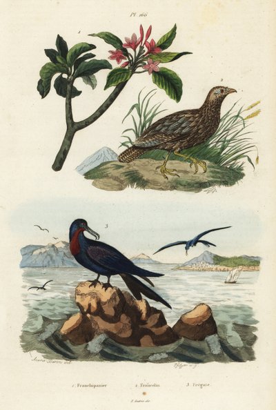 Harmaasiipinen francoliini, Scleroptila afra 2, iso fregattilintu, Fregata minor 3 ja punainen frangipani, Plumeria rubra 1 tekijältä Unbekannt