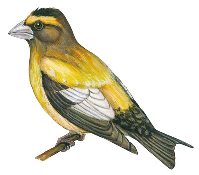 Gros bec errant - Iltapiippu (Coccothraustes vespertines) tekijältä Unbekannter Künstler