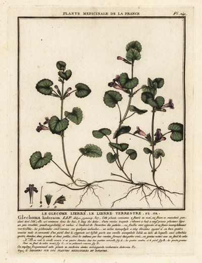 Muratti, Glechoma hederacea. tekijältä Unbekannter Künstler