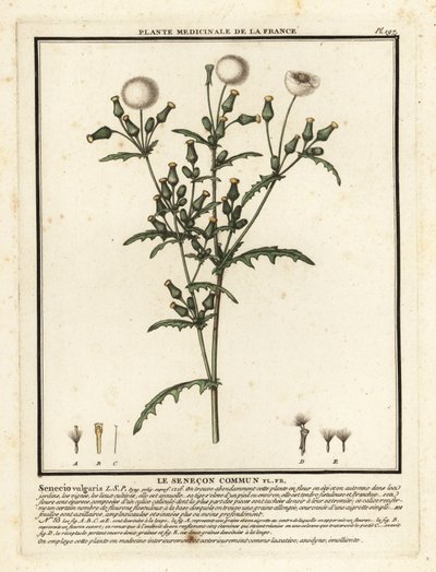 Groundsel, Senecio vulgaris. tekijältä Unbekannter Künstler