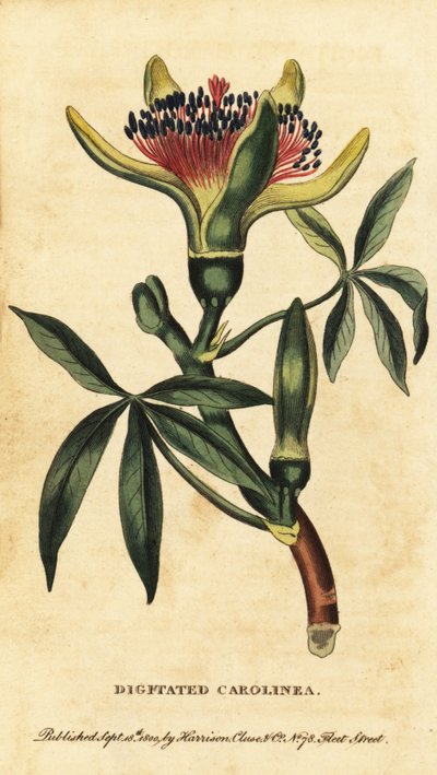 Guyana kastanja, Pachira aquatica. ,1800 (kaiverrus) tekijältä Unbekannter Künstler