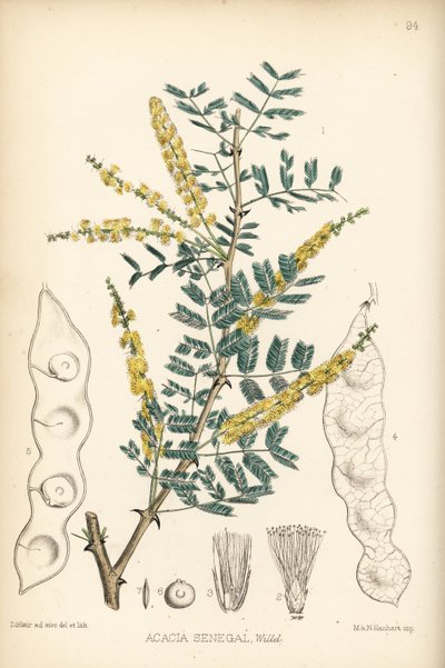 Gummi arabicum, verek- tai hashab-kumi, Acacia senegal. Hanhartin käsin tekemä värillinen litografia David Blairin kasvitieteellisen kuvituksen mukaan Robert Bentleyn ja Henry Trimenin teoksesta Medicinal Plants, Lontoo. tekijältä Unbekannter Künstler