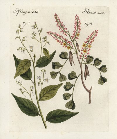 Gum benjamin puu, Styrax benzoin 1, ja logwood, Haematoxylon campechianum 2. Käsinväritetty kuparipiirros Bertuchin Bilderbuch fur Kinder -teoksesta (kuvakirja lapsille), Weimar. tekijältä Unbekannter Künstler