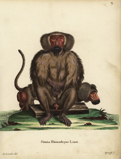 Hamadryas-paviaani, Papio hamadryas. Simia hamadryas Linn. Tyroffin käsin värjätty kuparipiirros George Edwardsin kuvituksen mukaan Johann Christian Daniel Schreberin teoksesta Animal Illustrations after Nature, or Schreber