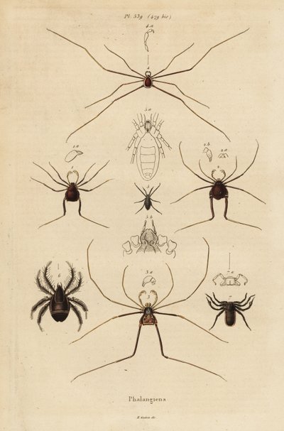 Harvestmen, harvesterit tai isän pitkäjalkaiset, Opiliones-lajit tekijältä Unbekannt