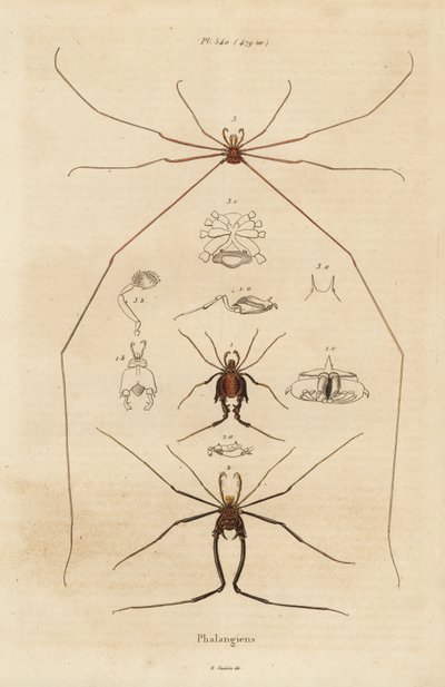 Harvestmen, harvesterit tai isän pitkäjalkaiset, Opiliones-lajit tekijältä Unbekannt