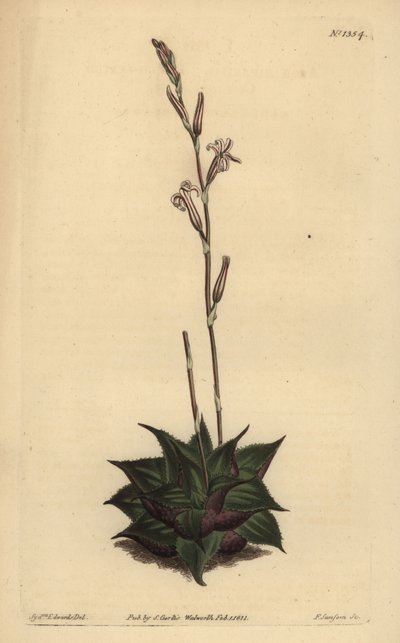 Haworthia mirabilis (Karkealehtinen tyynyaloe, Aloe mirabilis) tekijältä Unbekannt