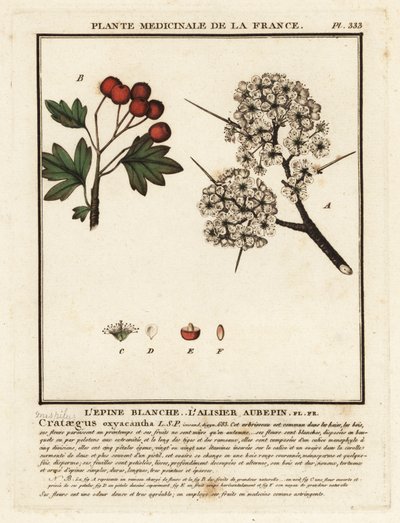 Orapihlaja, Crataegus rhipidophylla tekijältä Unbekannter Künstler