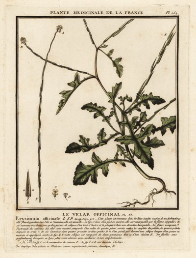 Pensassinappi, Sisymbrium officinale. tekijältä Unbekannter Künstler