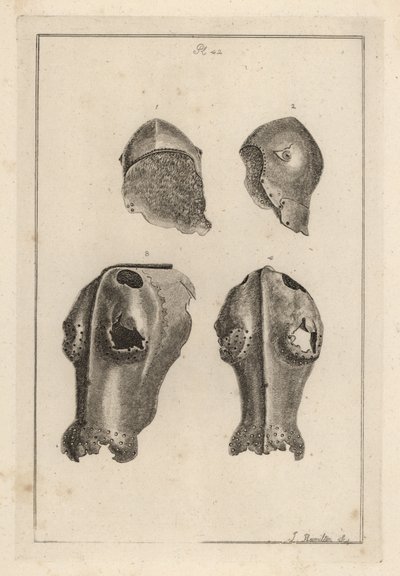 Kypärä 1,2 ja rautainen chanfron tai chafron 3,4, jotka kuuluivat Guylle, Earl of Warwickin tekijältä Unbekannt
