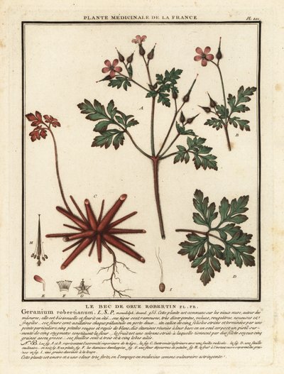Herb-Robert, Geranium robertianum. tekijältä Unbekannter Künstler