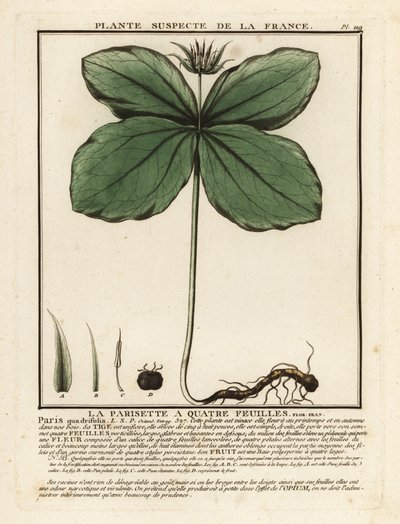 Herb-paris, Paris quadrifolia. tekijältä Unbekannter Künstler