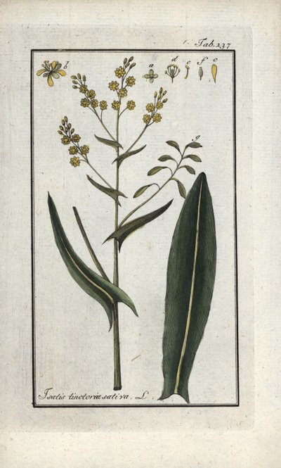 Pyhän Filipin yrtti (Isatis tinctoria sativa). Litografia Johannes Zornin (1739-1799) teoksesta "Afbeelding der Artseny-Gewassen", Alankomaat. tekijältä Unbekannter Künstler