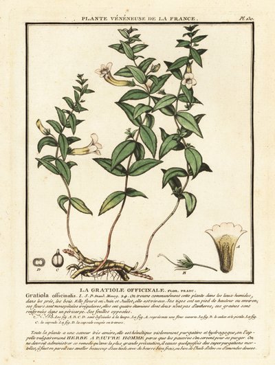 Armon yrtti, Gratiola officinalis. tekijältä Unbekannter Künstler