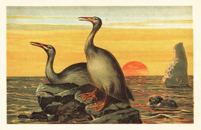 Hesperornis regalis, sukupuuttoon kuollut merimetsomainen lintu. 1908 (litografia) tekijältä Unbekannter Künstler