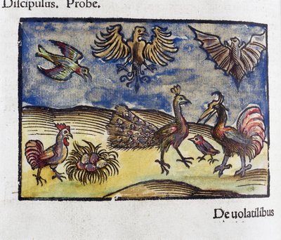 Luonnonhistoria, 1500-luvun eläintiede: linnut ja lepakot tekijältä Unbekannt