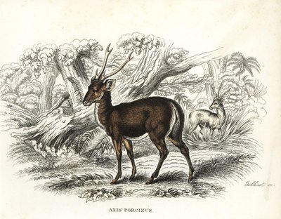 Sika-peura, Axis porcinus, uhanalainen. Gebhartin käsin värjätty litografia Georg Friedrich Treitschken luonnontieteellisestä galleriasta, Naturhistorischer Bildersaal des Thierreiches, Liepzig-1842. tekijältä Unbekannter Künstler