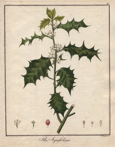 Holly. Värillinen kuparikaiverrus, julkaisussa Botanique Medicinale (julkaistu Berliinissä, Saksa). tekijältä Unbekannter Künstler