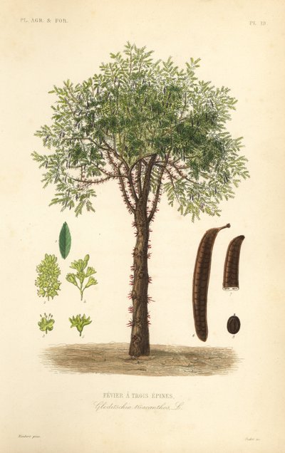 heinäsirkka tai piikinen heinäsirkka, Gleditsia triacanthos, Gleditsia triacanthos, Fevrier a trois epines tekijältä Unbekannt
