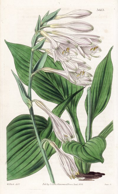 Hosta Japanista - Hosta sieboldii (Dr. Sieboldin funckia, Funkia sieboldiana). Käsin väritetty kuparikaiverrus Walter Fitchin kasvitieteellisen kuvituksen mukaan, William Jackson Hooker